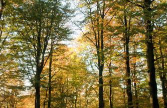 Fachwerkliebe Ornes 1 - Foto 34