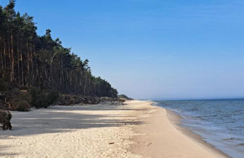 Ulinia Wilcza 4 niebieski - Photo 16