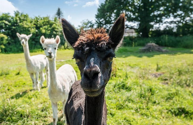 Berehayes Holiday Cottages - Foto 13