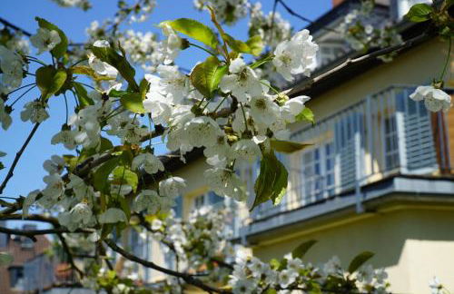 Weimar-Appartement - Foto 11