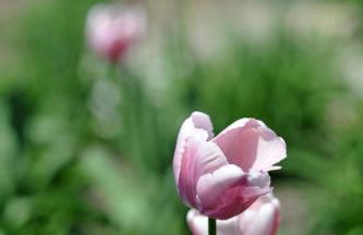 Ferienwohnung Wild - Foto 38