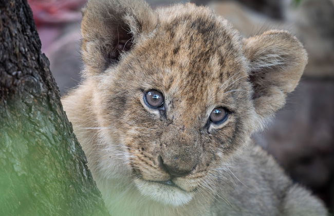 Ukanyi Luxury Villa - Foto 22