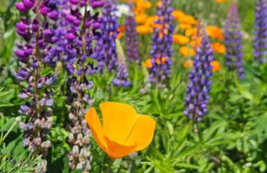 Stunning Mt Rainier Views!tahoma Ridge Cottage - Foto 46