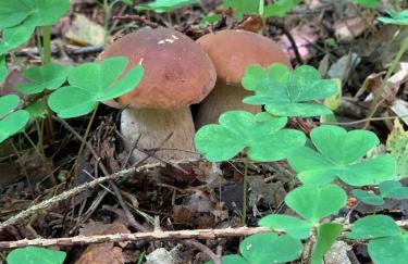 Święty Spokój Łąka i Woda - Foto 7