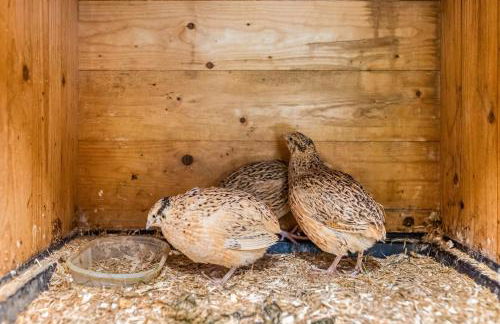 Blockhaus 2 - Foto 32