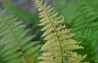 Cozy Cabin in Stratton Mountain & Mount Snow 10min - Photo 37