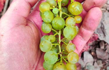 Ferienweingut Gansen / Hochgenuss 1 - Foto 18