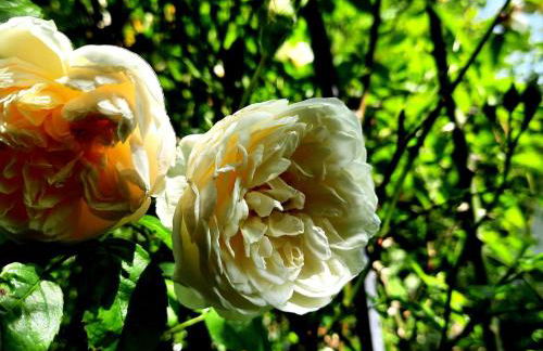 Ferienhaus Graziadei - Foto 6