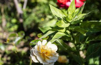 Villa Philipp'inn - Foto 37