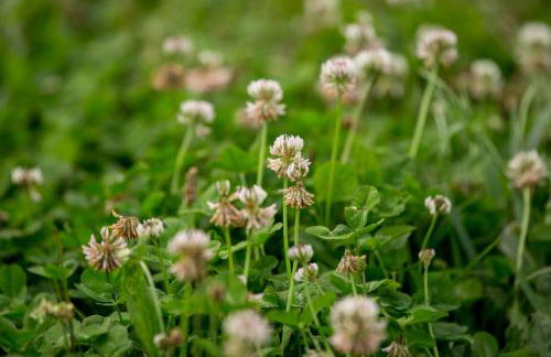 Quinta de Lourosa - Foto 35