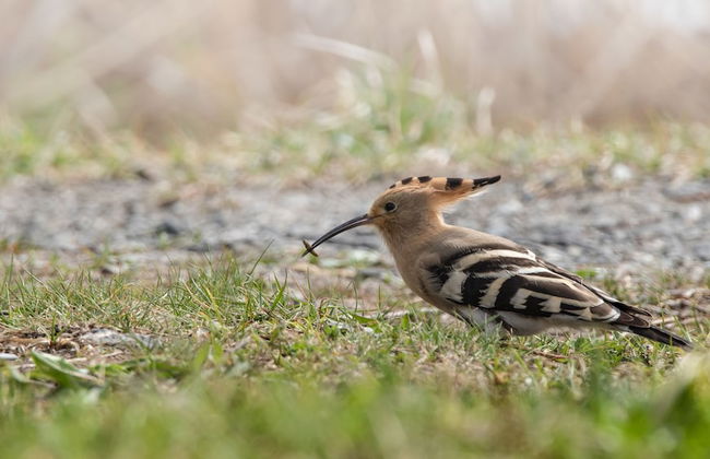 Steigmatt Bauernhof - Erlebnis - Foto 51