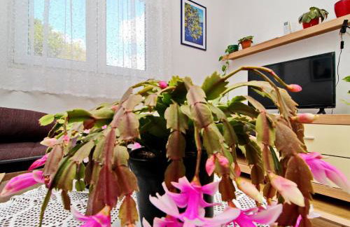 Apartments Nodilo - One Bedroom Apartment with Balcony and Sea View Apt 1 - Foto 14
