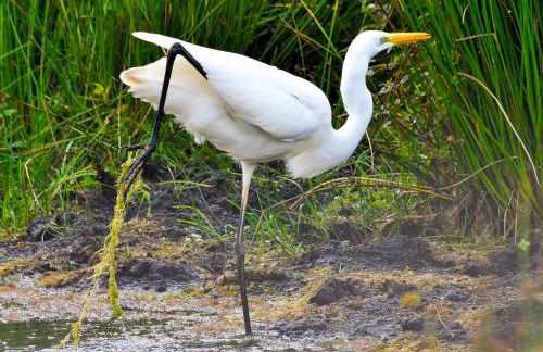 Goose Feather Barn, Wedmore luxury cottage for two - Foto 35
