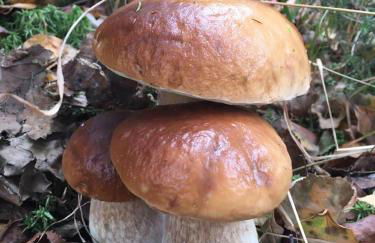 Los Chozos de la Braña - Foto 53