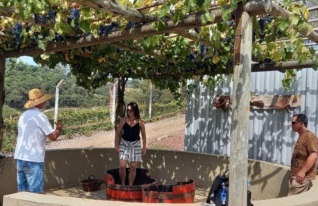 Escursione ai vigneti di Flores da Cunha - Foto 4