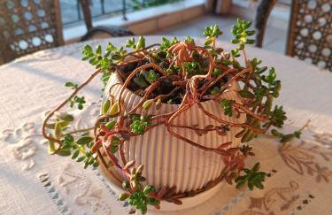 Red Roses-Traditional House - Photo 15