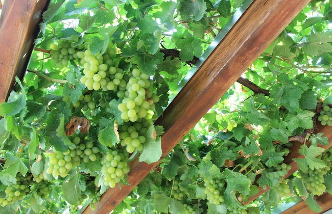 Roes apartments - Foto 32