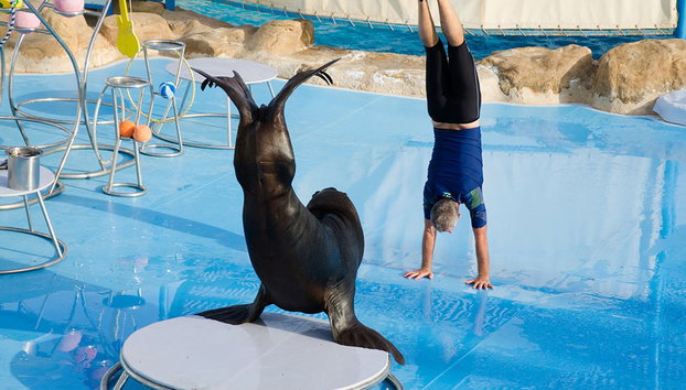 Spettacolo dei Delfini - Foto 4