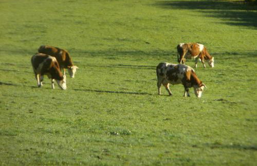 Apartment Rothenlehen - Foto 13