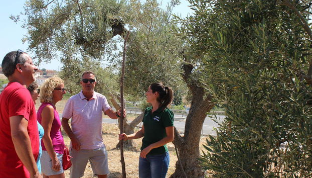 Visita a la fábrica y museo de Aceites Molisur con cata - Foto 3, Conoceremos todos los secretos del aceite