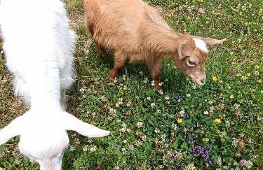 Domki pod Grapą - Foto 9