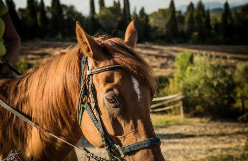 Podere dell'Anselmo - Foto 138