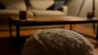 Nid des lumières - Foto 4