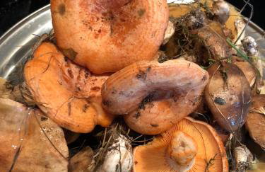 Przystań Piława - Foto 71