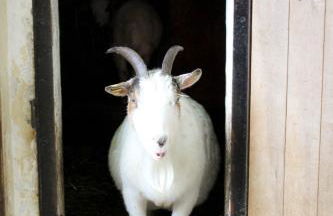 Bischofswerda Ferienwohnung Familienfreundlich Seniorengerecht - Foto 49