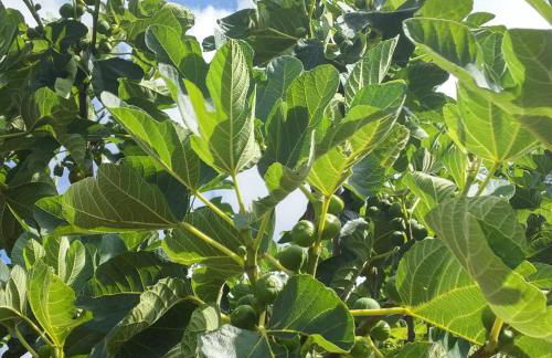 Masseria Celano - Foto 52