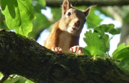 Min yr Afon - Cabin - Sleeps 2 - Hot Tub - Parking - Foto 44