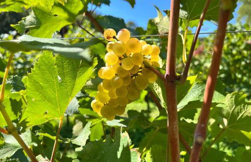 Incanto del Garda - Foto 26