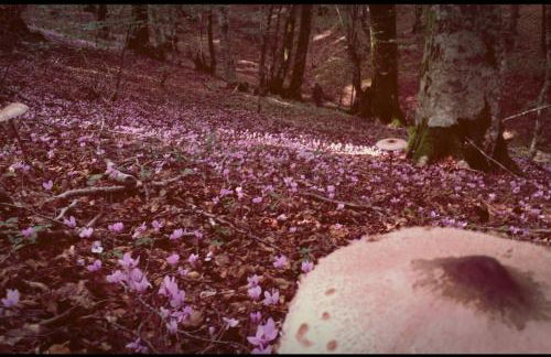 Tana di Zia Nature, Yourself, Love - Foto 56