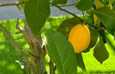 LĀr - the Hidden Gem - Foto 1