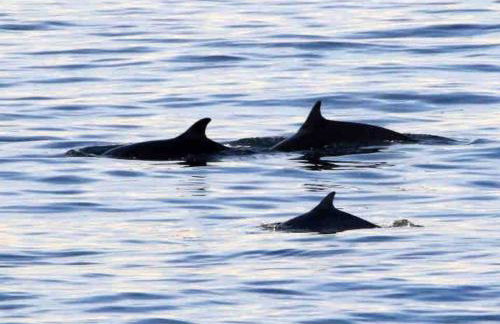 No3 By The Sea a 5 Star Cozy Coastal Cottage - Foto 33