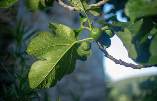 Rural Médulas Viviendas de uso turistico 2 y Casas rurales 2 - Foto 19