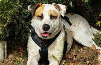 Holiday Home Finnhaus by Interhome - Foto 36