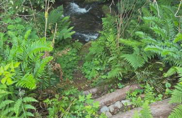 Sweet Root Hollow - Foto 33