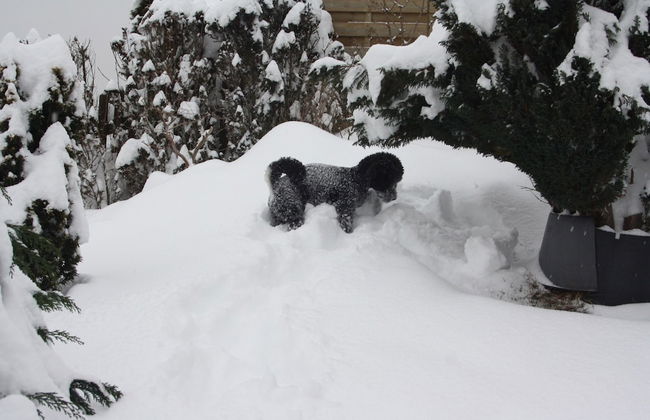 Stilvolle Wohnung in Stormbruch mit Garten - Photo 23