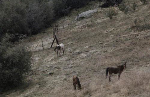 Hummingbird Hill - Entire Cabin - Foto 45