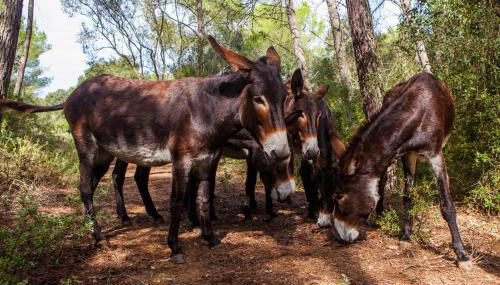 Oliver Moragues Grandhouse & Vineyard - Foto 2, Garden