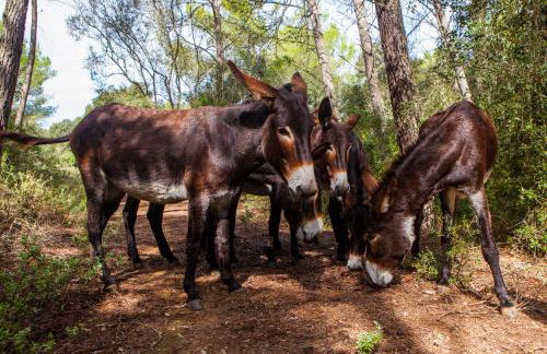 Oliver Moragues Grandhouse & Vineyard - Foto 2