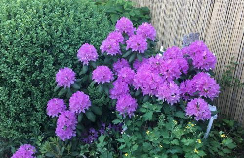 Apartment Spitzwegerich by Interhome - Foto 30