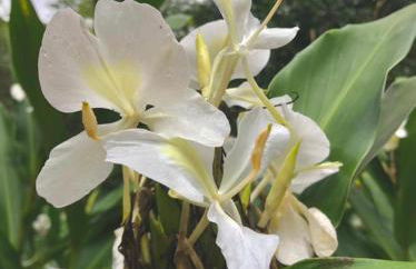 Recanto Ouro Fala - Foto 26