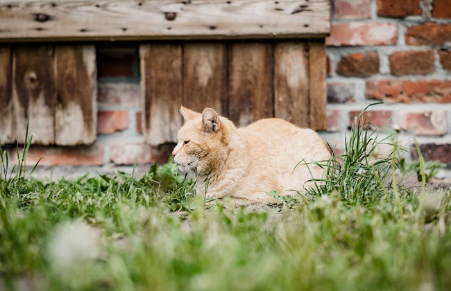 Ferienhaus in Neu Poserin for 5 Personen - Foto 20