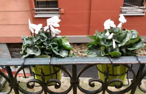 El Botxito - Foto 13