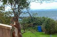 Lamlash- Self catering accommodation with seaviews - Photo 22