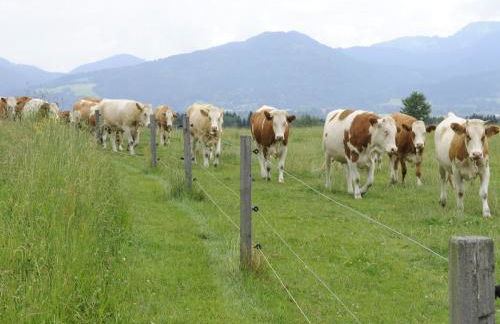 Seeleitenhof - Foto 20