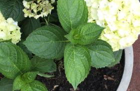 Helpens Hof - Foto 39