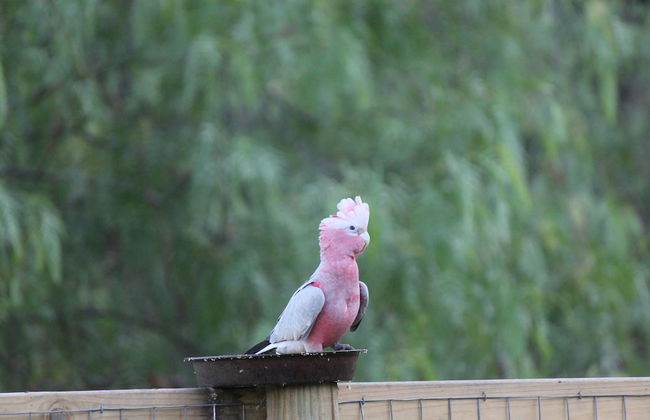 Woodlane Cottages - Foto 51